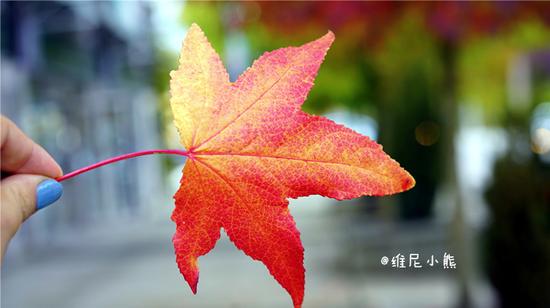 加拿大,那些不可错过的片片枫叶情