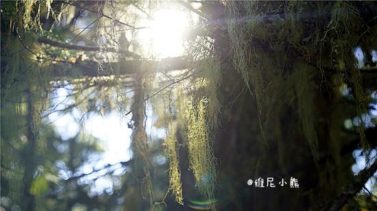 加拿大,那些不可错过的片片枫叶情