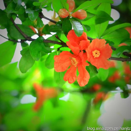 石榴花开