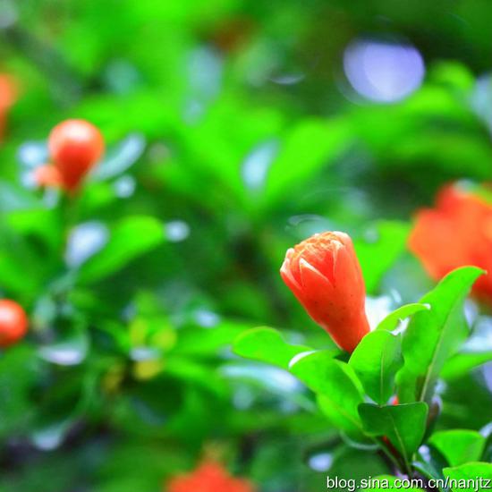 石榴花开