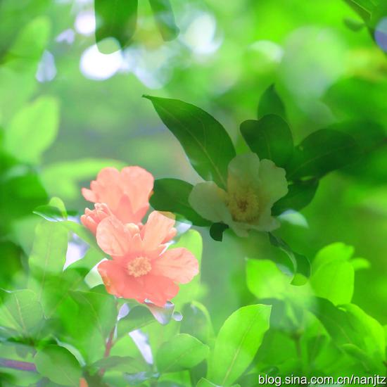 石榴花开