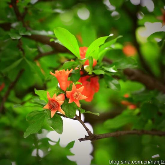 石榴花开