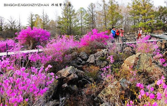 五月,龙江大地上哪里的杜鹃花最迷人?(附赏花攻略)