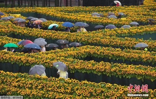 资料图：荷兰阿姆斯特丹的“向日葵迷宫”，引大批游客到访。