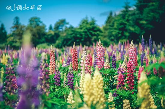 【日本】从函馆到仙台,追寻日本夏日的绿野仙踪