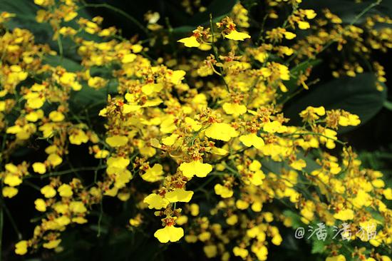 【<a href='http://travel.sina.com.cn/xinjiapo1-lvyou/?from=b-keyword' target='_blank'><em><em><em><em><em>新加坡</em></em></em></em></em></a>】隐匿于百年植物园中的高颜值米其林餐厅
