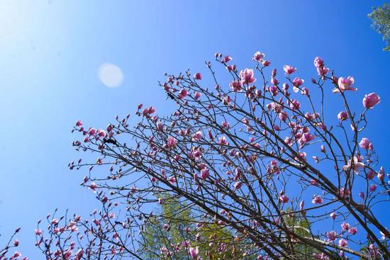 ▲3月11日篁岭玉兰花实拍