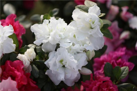 2018映山红大观园摄影比赛征稿启事