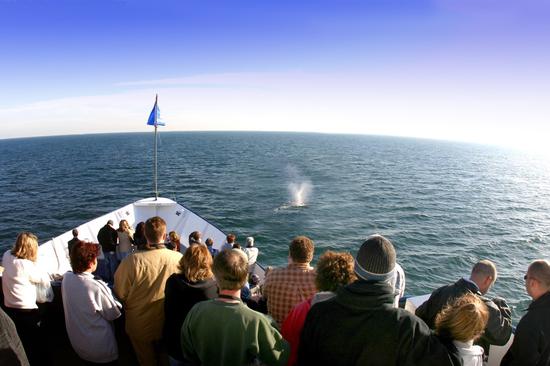 游轮观鲸，图片版权：圣地亚哥旅游局