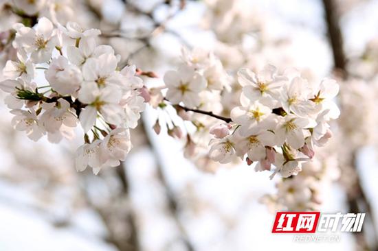昨日雪如花,今日花如雪。