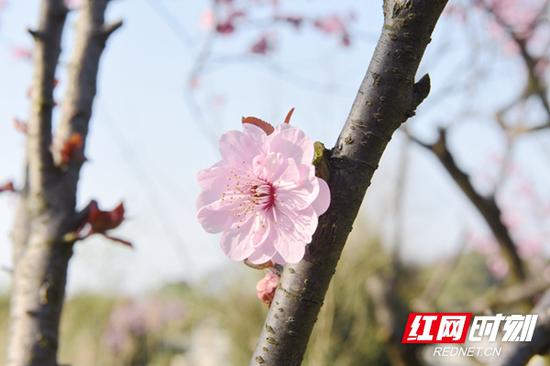 桃花春色暖先开,明媚谁人不看来。