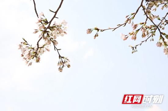 樱花烂漫几多时,盛放之时莫错过。