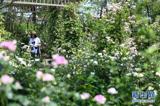 5月4日，游客在安徽省合肥市祥源花世界一處花園里賞花游玩。 當日是“五一”小長假第四天，各地群眾以不同方式放松心情，歡度假日。 新華社記者 張端 攝