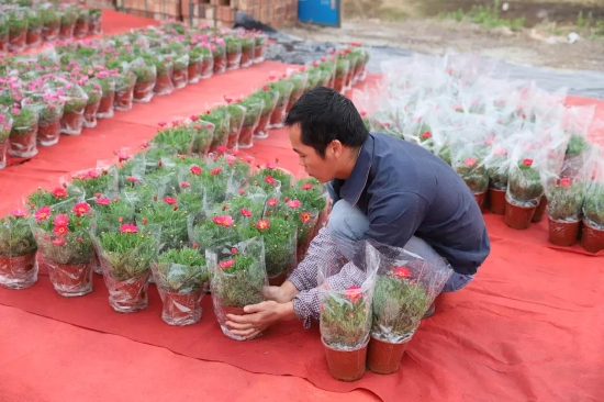 市民选购心仪的锦鲤后可免费兑换年花