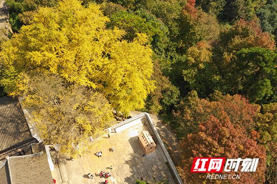 阳光下的福严寺，一片祥和，正是来南岳赏银杏的大好时机。