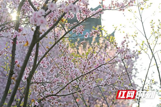 满园深浅色,重重叠叠的花瓣,浸润着春风,明媚了整个园区。