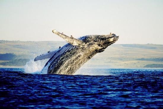 赫曼努斯为鲸鱼提供安全的港湾