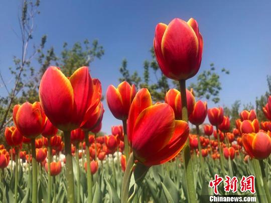 资料图:郁金香。刘栋 摄