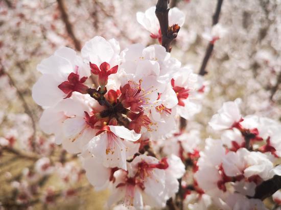 春暖花开游新疆  凯撒旅游“赏花首发团”启程去撒欢