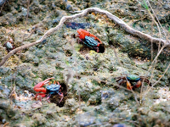 荔枝窝淡水湿地区是多种动物重要的栖息地