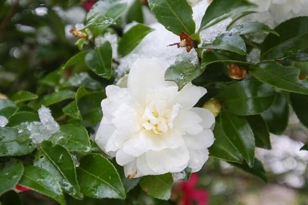 白雪覆蓋的濟(jì)州島