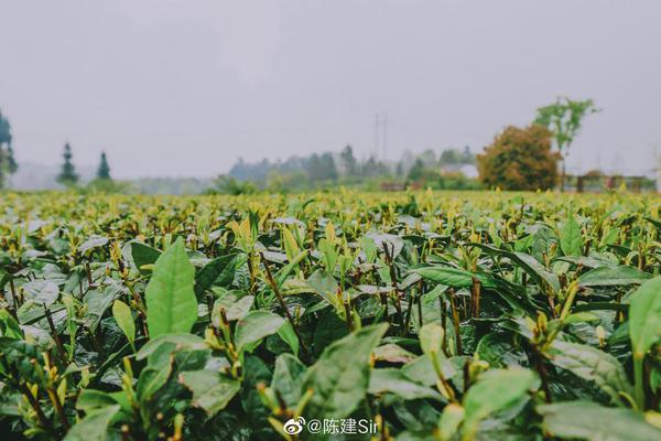 最美人間四月天 趁著雨城雅安采茶的季節(jié)