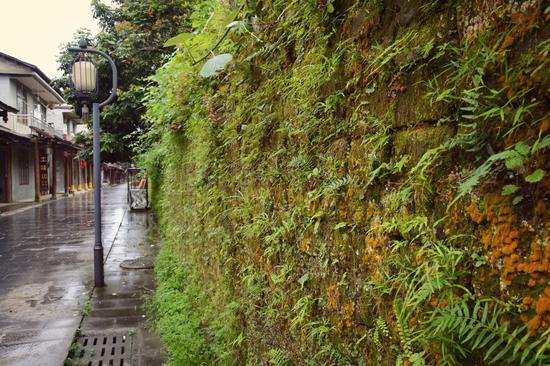 新浪博主:@莫果蕾