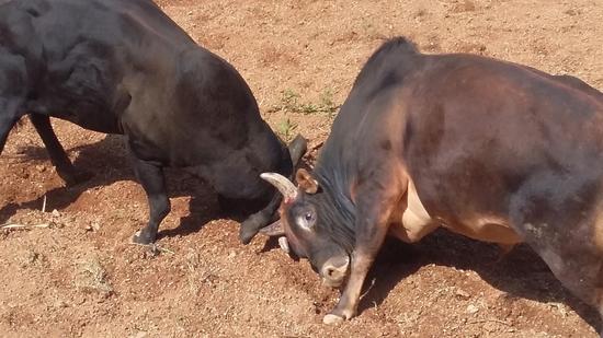 【发现临沧之美】2016摸你黑狂欢节精彩一瞬