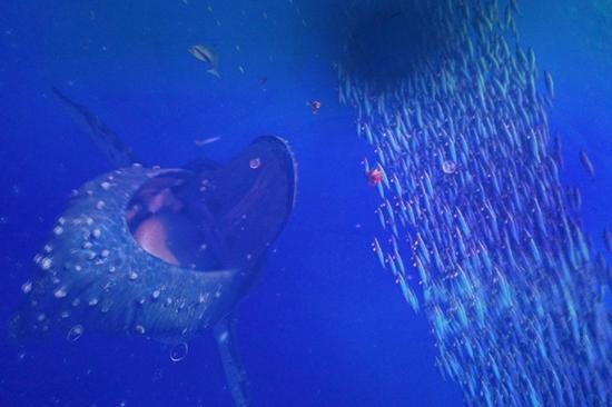 南昌有无敌海景的海洋乐园_手机旅游频道