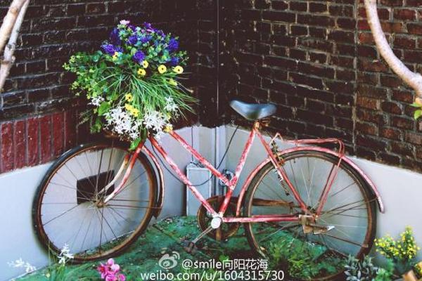 月季花开 去睦南公园一睹市花芳容