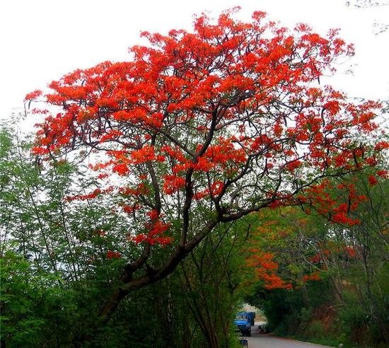 小编赏你一丈红 快去云南这些地方看凤凰花开