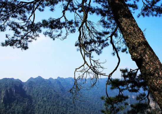 大明山松树 图:新浪博主/行者