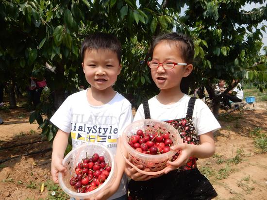 健康农产品陕西行走进铜川神农生态大樱桃基地