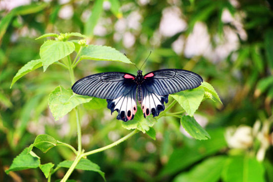 image004