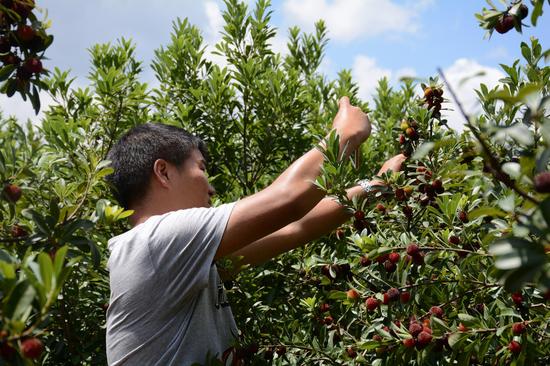 2016中国富民 不一样的杨梅节
