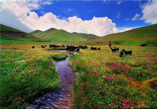 会泽大海草山(图:曲靖市旅发委)