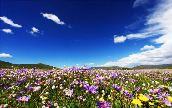 红军走过的大草原正鲜花盛开 中国最美草原花
