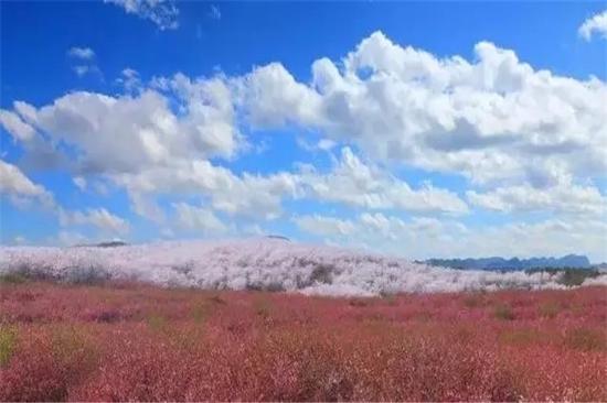 平坝万亩樱花园