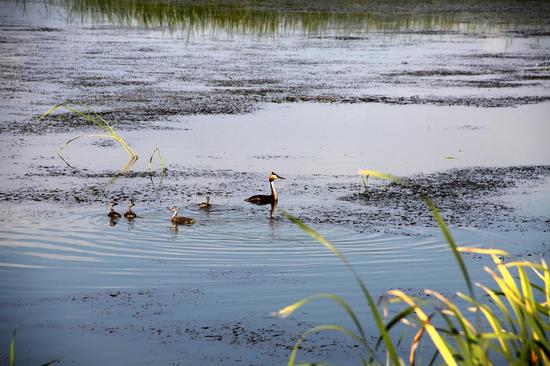 呼兰河口湿地公园欢乐水世界盛大开幕