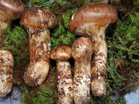 东川区有多少人口_昆明市东川区图片(3)