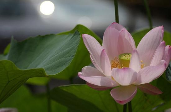 勐糯荷花别样红