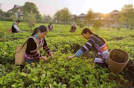 茶园婚纱基地_茶园基地图片(2)