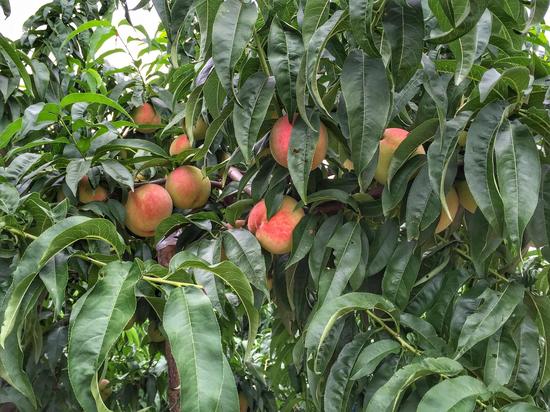 宝坻桃园喜丰收 八台港采摘节正式开幕_新浪旅