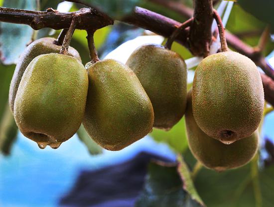 綦江隆盛红心猕猴桃采摘季来了