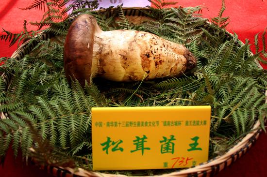 中国南华第十三届野生菌美食文化节菌王选拔大美食只有夏天到的吃能图片