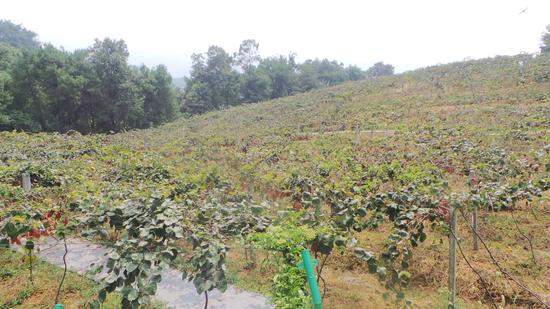 鱼洞云篆山的猕猴桃熟了 120元一斤的孕妇水