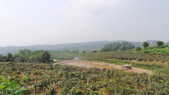 鱼洞云篆山的猕猴桃熟了 120元一斤的孕妇水