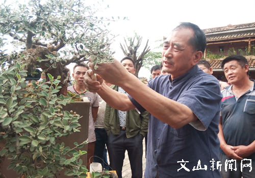 王选民正在示范制作盆景