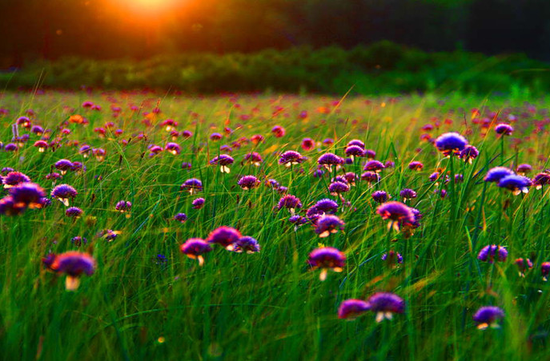 在哈尔滨凤凰山 赏三十里红叶的秋色画卷