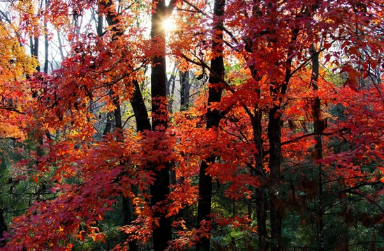 在哈尔滨凤凰山 赏三十里红叶的秋色画卷